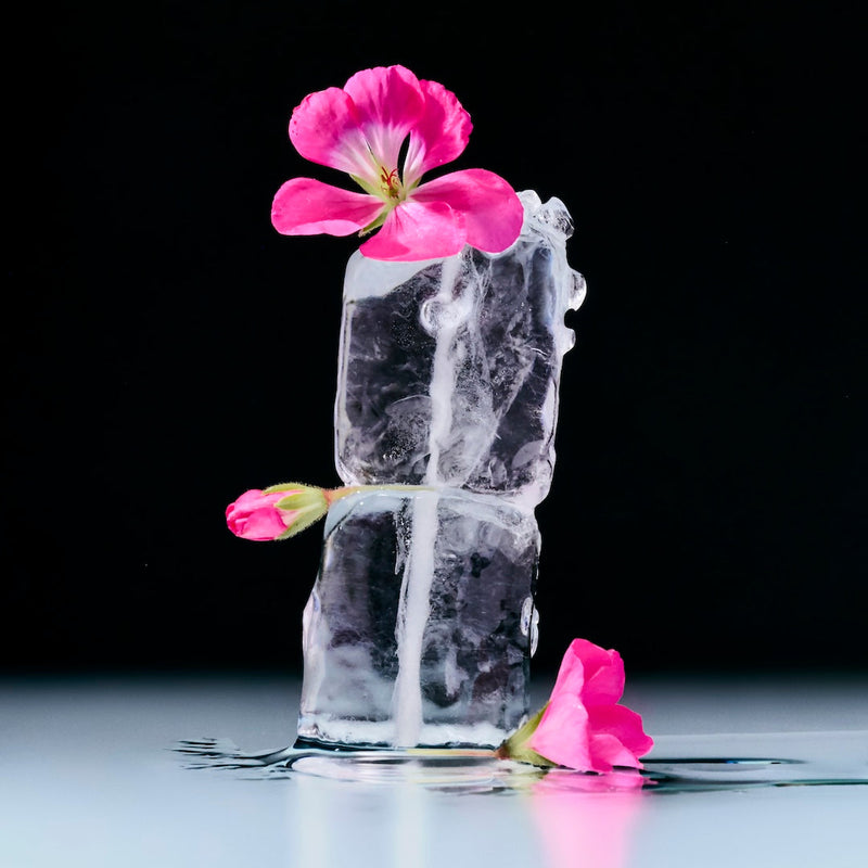 The Healing Beauty of Geranium — Blended into Everyday Sun Protection