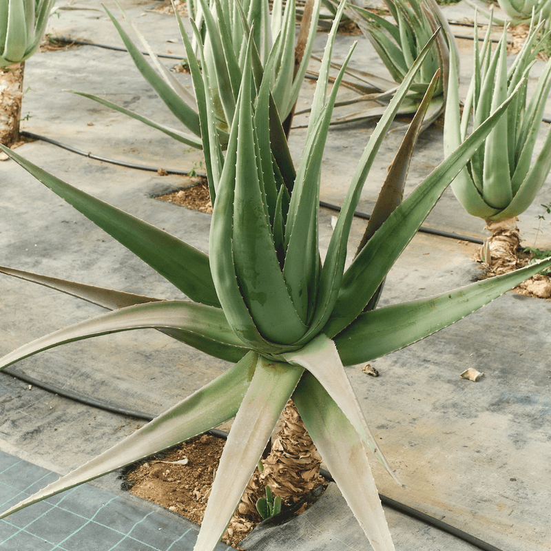 Aloin-Free Organic Aloe Vera in Sunscreen