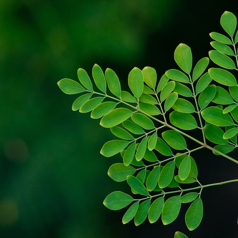 Moringa Oleifera-The Natural Sunscreen Nutrient