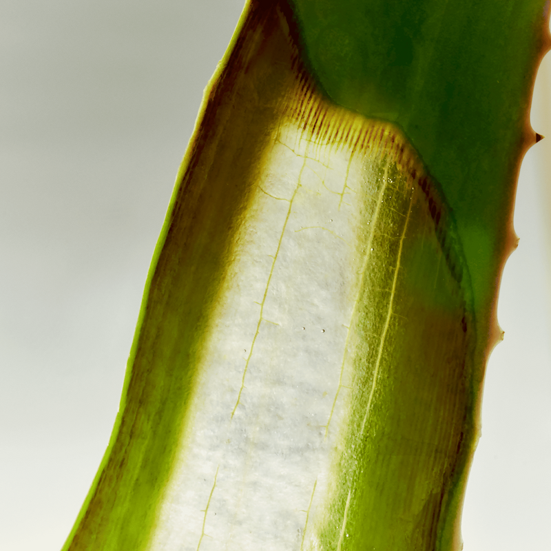 Why Aloe Vera Is the Ideal Ingredient for Facial Sunscreen